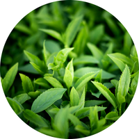 Green Tea Extract