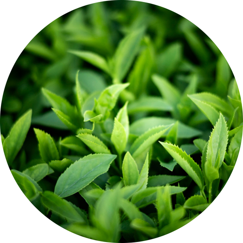 Green Tea Extract