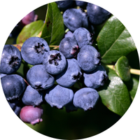 Bilberry Extract